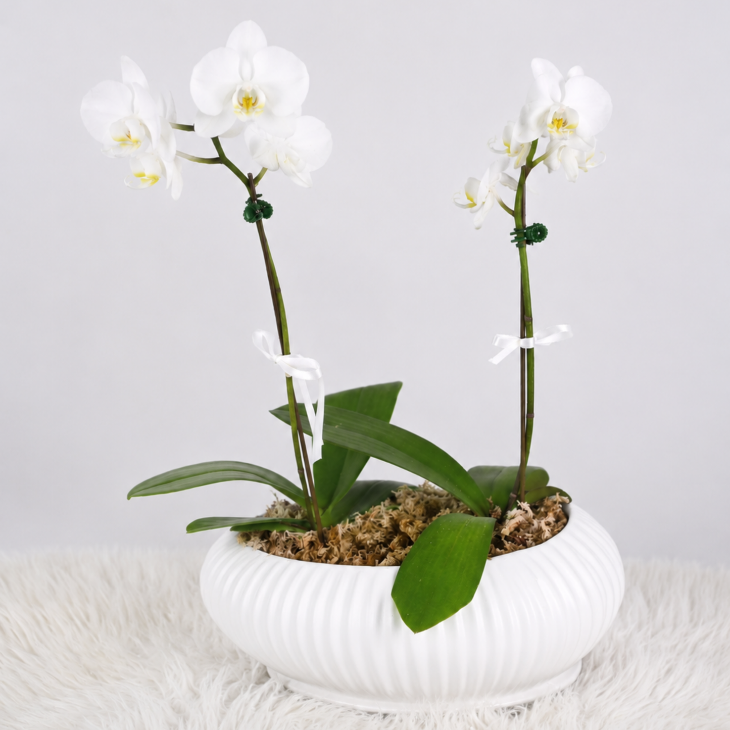 Jardín de Orquídeas Blancas 🤍🌿 Maceta Blanca