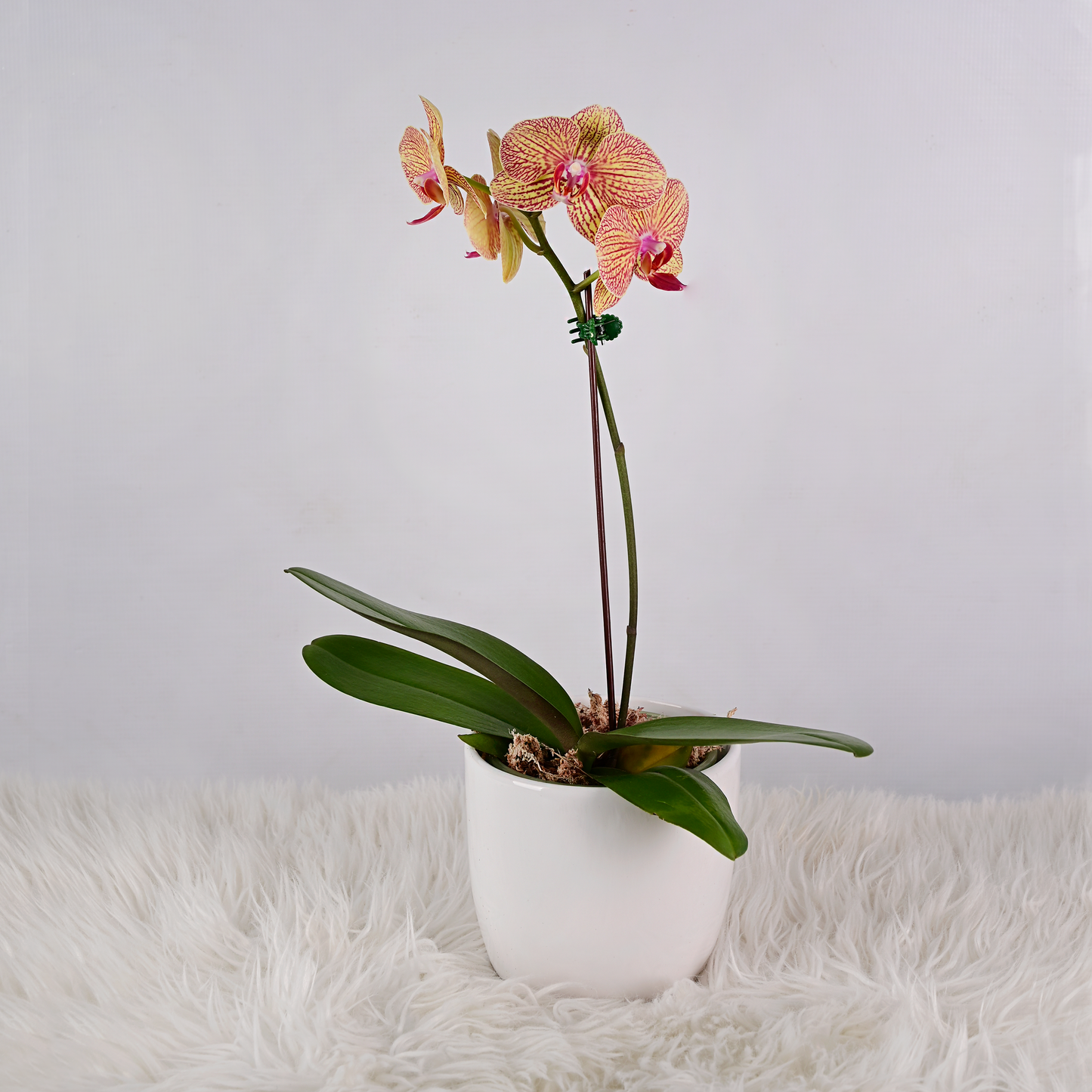 Orquídea Mediana con Maceta
