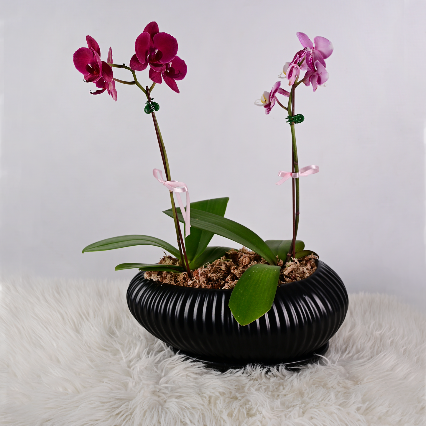 Jardín de 2 Orquídeas Medianas