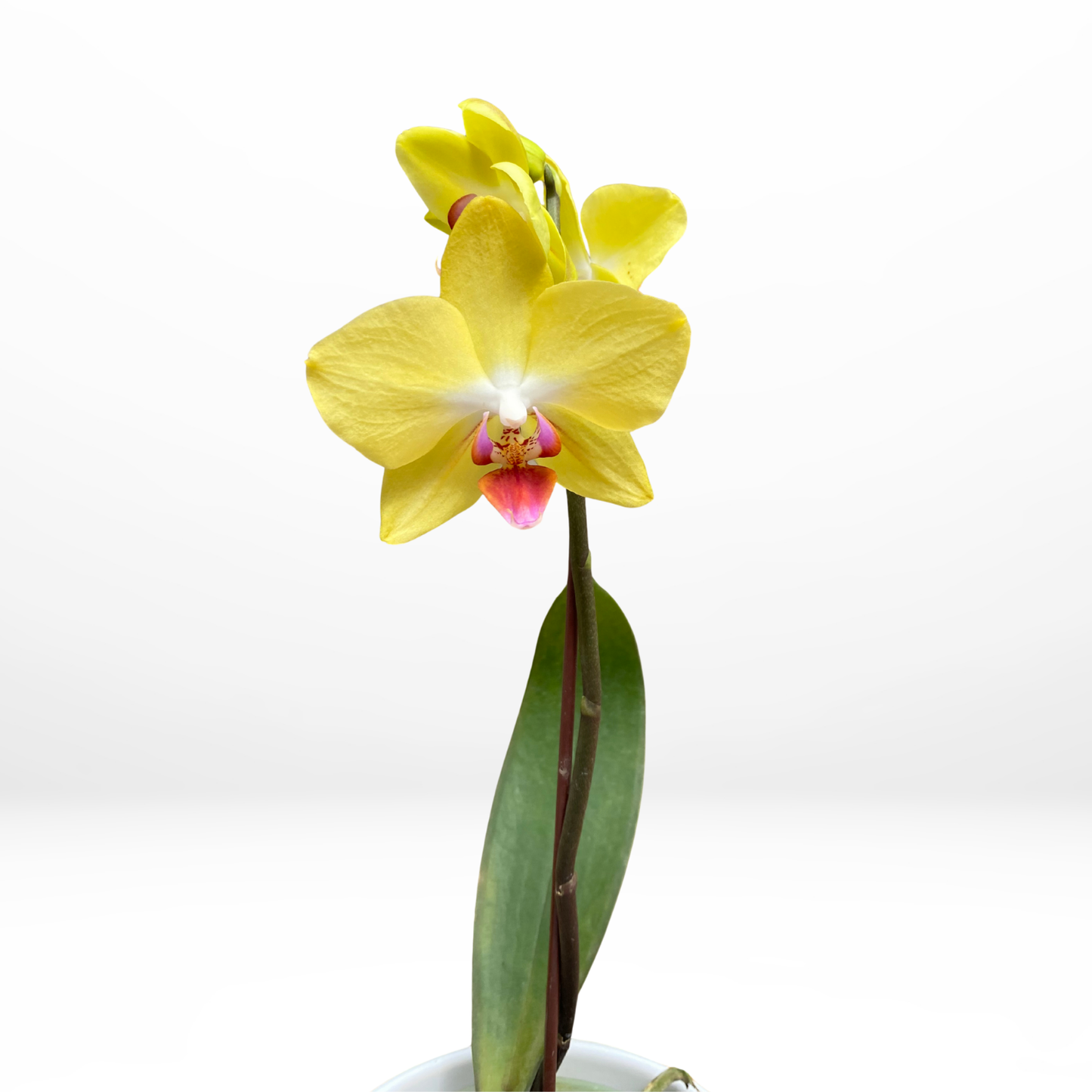 Mini Orquídea Amarilla en Maceta Blanca
