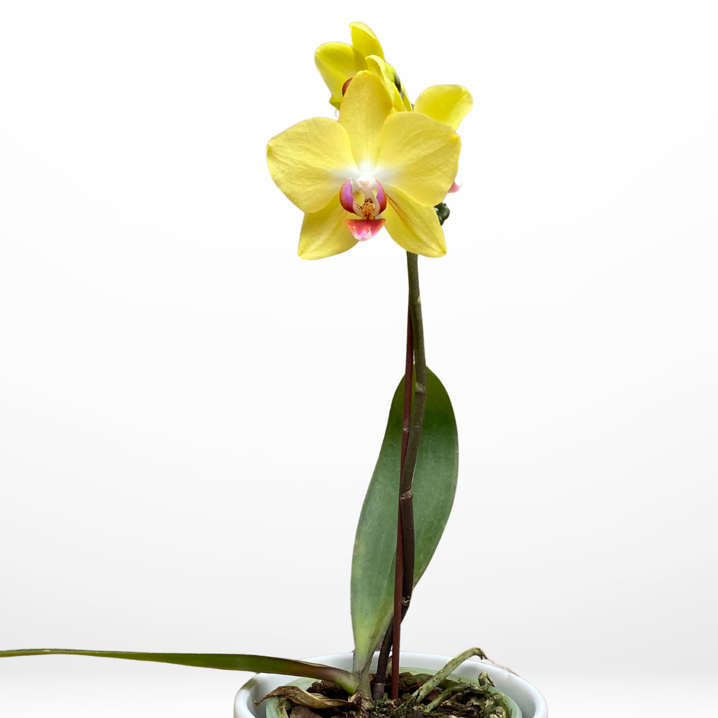 Mini Orquídea Amarilla en Maceta Blanca