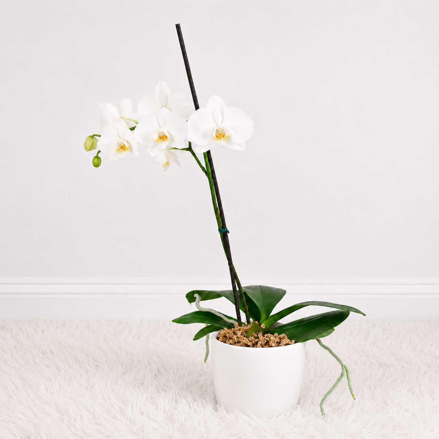 Orquídea Blanca Grande 🤍