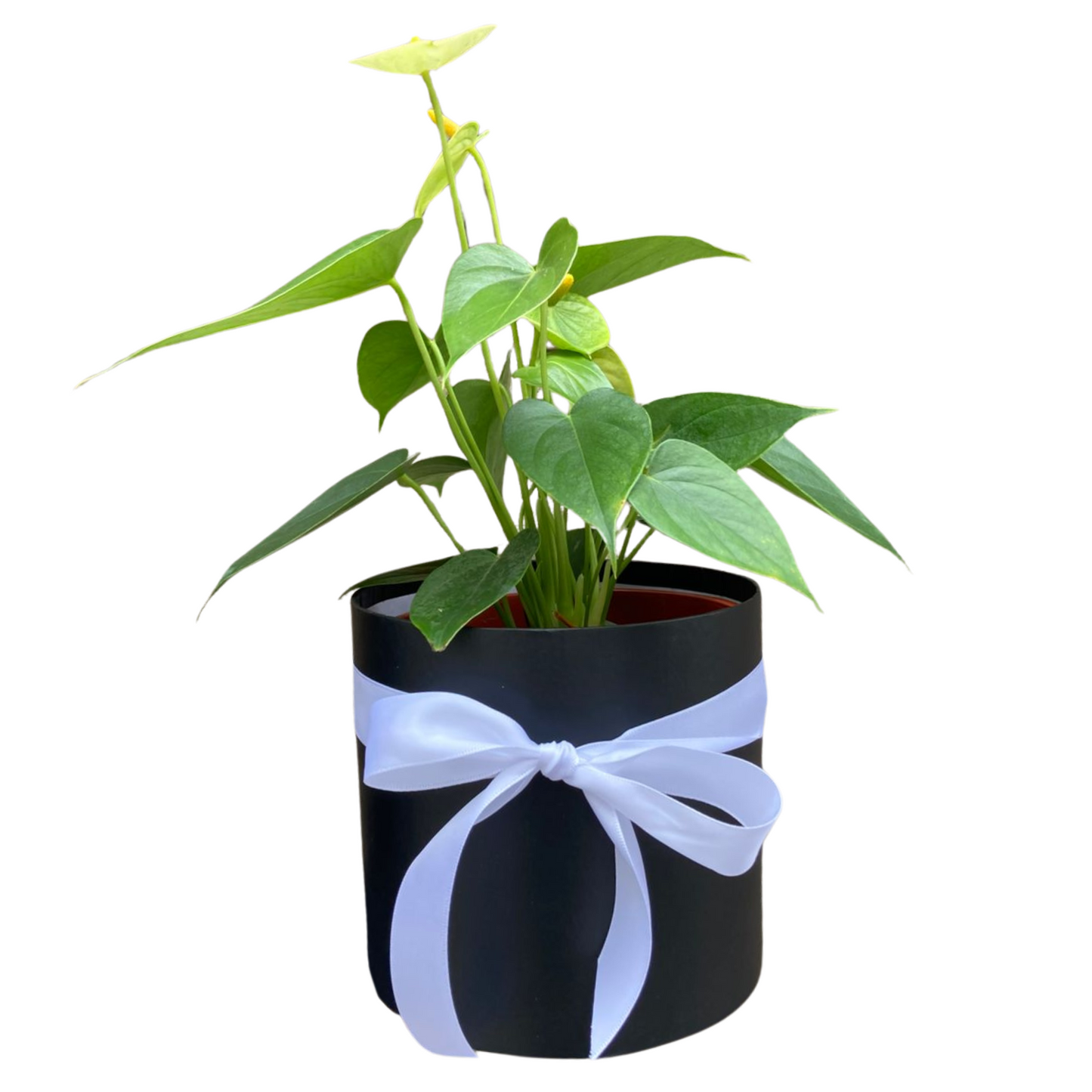 Planta Anturio en Caja Decorativa