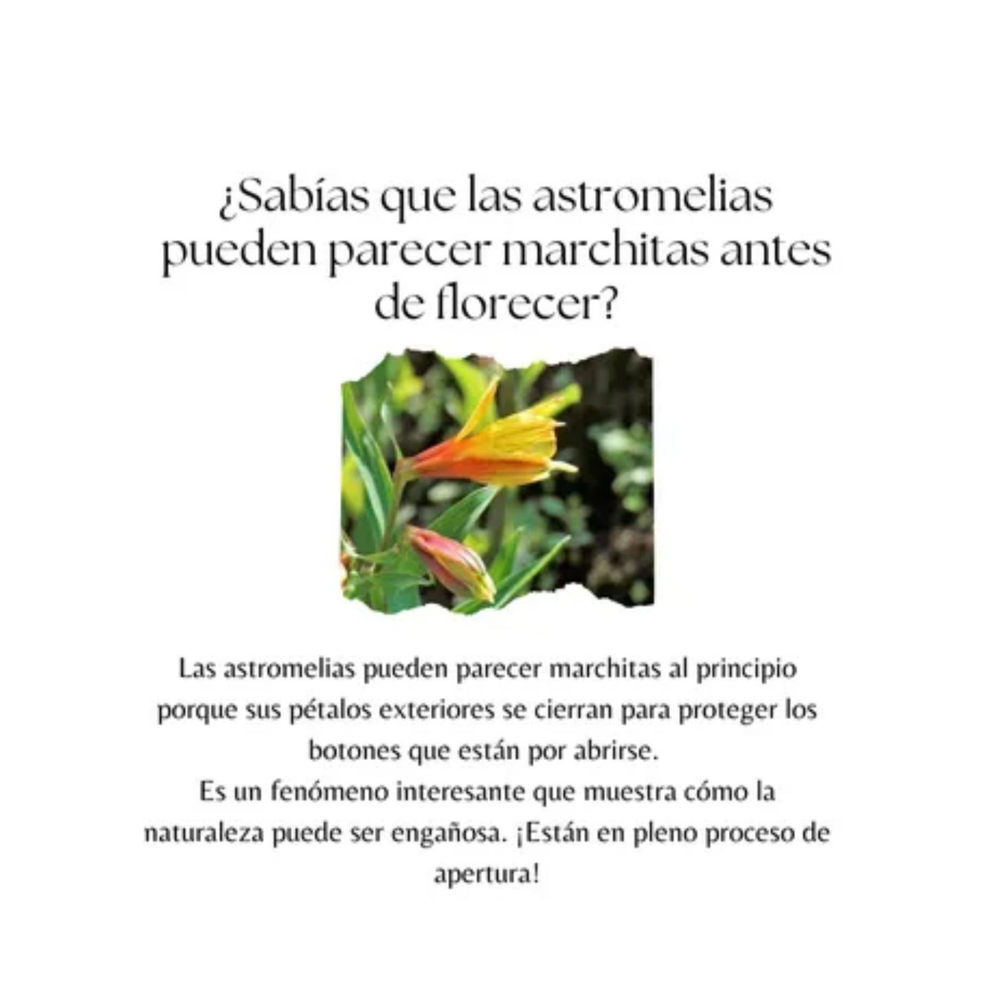 Big Box Floral Astromelia
