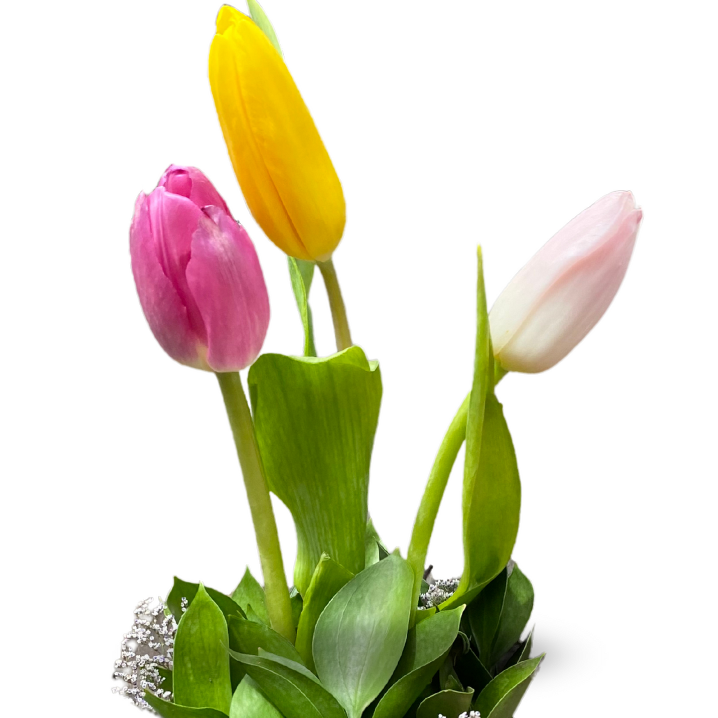 Mini Box de 3 Tulipanes