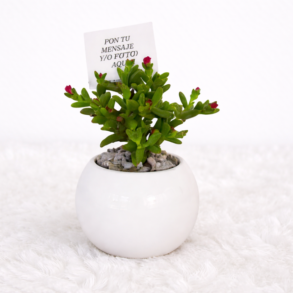 Mini Suculentas - Planta Aleatoria