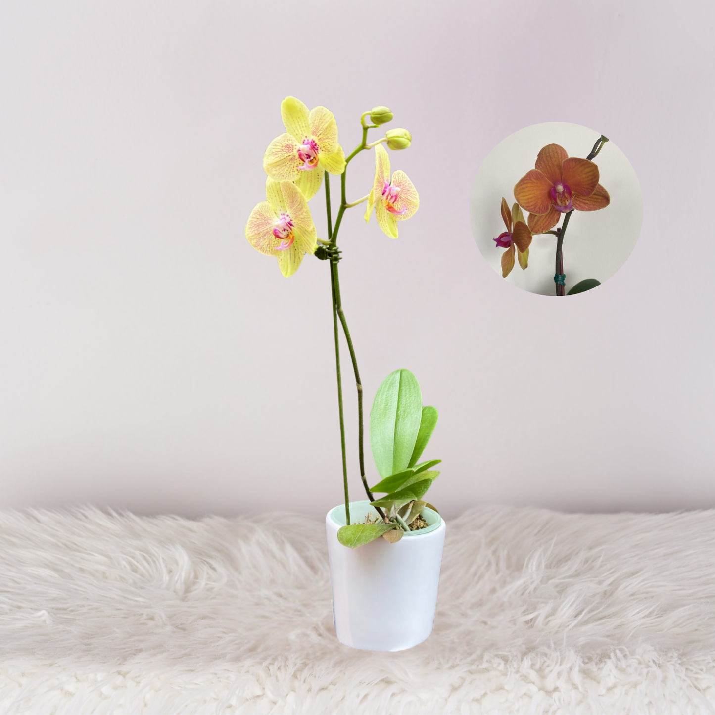 Orquidea con Maceta blanca - Orquidea Mediana