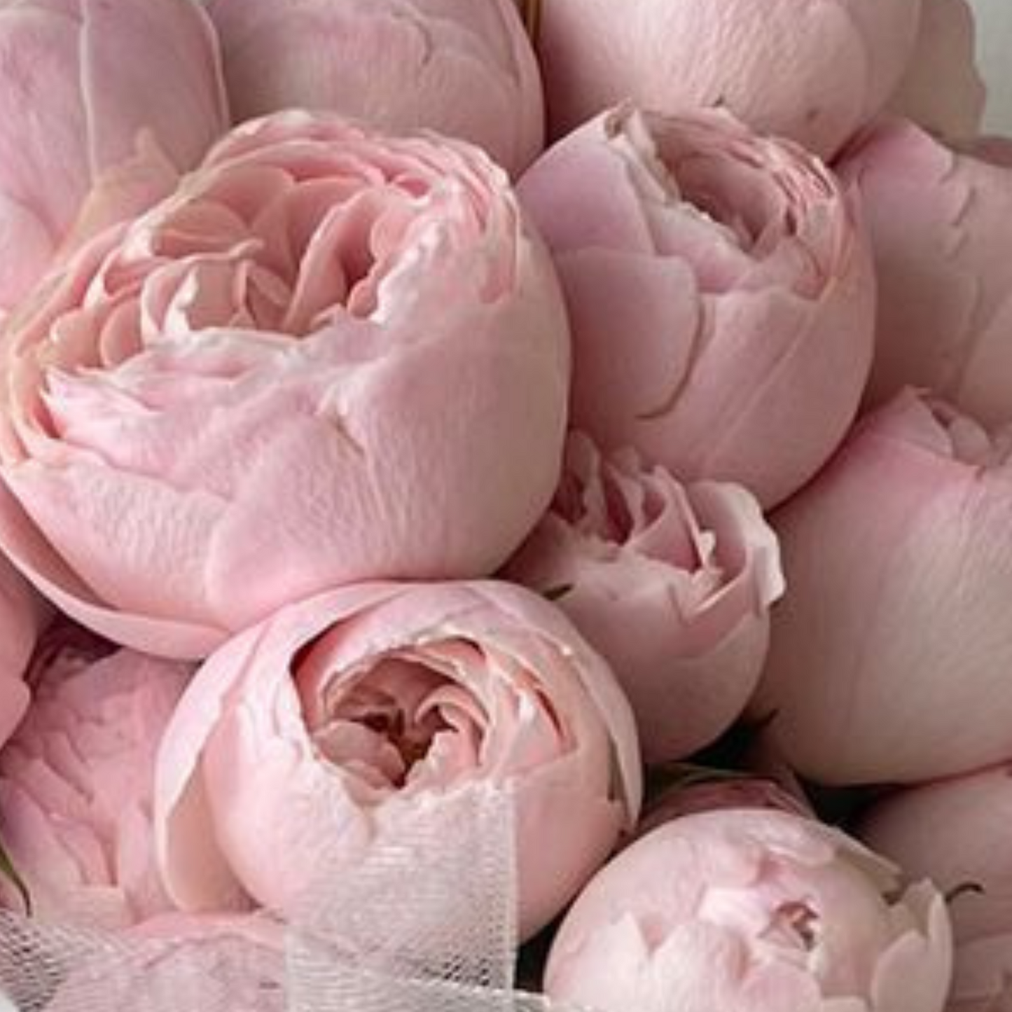 Ramo Blair - Rosas Inglesas - Ramo de Flores