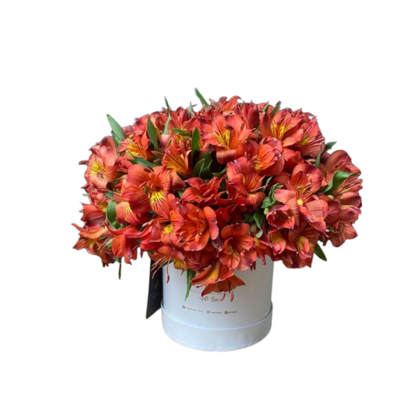 Big Box Floral Astromelia