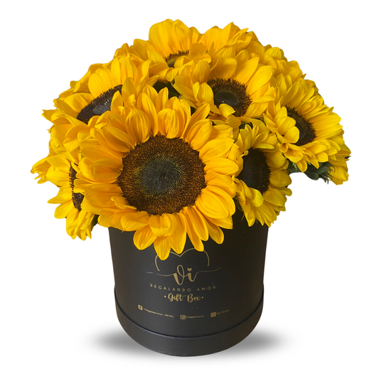 Box Maxima Girasoles Deluxe - Caja Girasoles