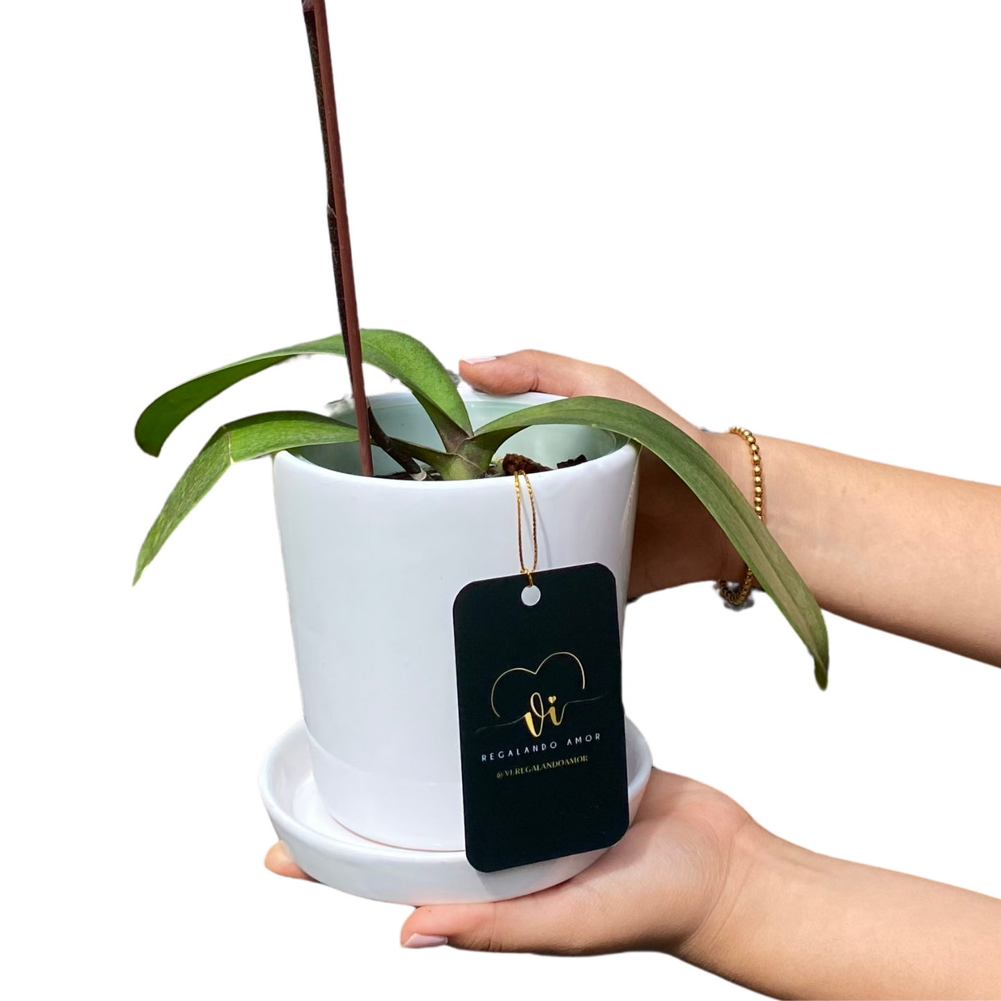 Mini Orquidea