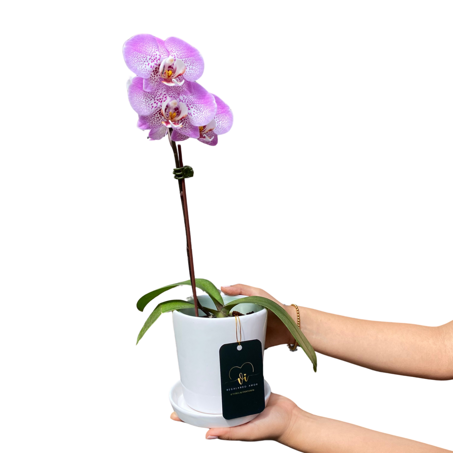 Mini Orquidea
