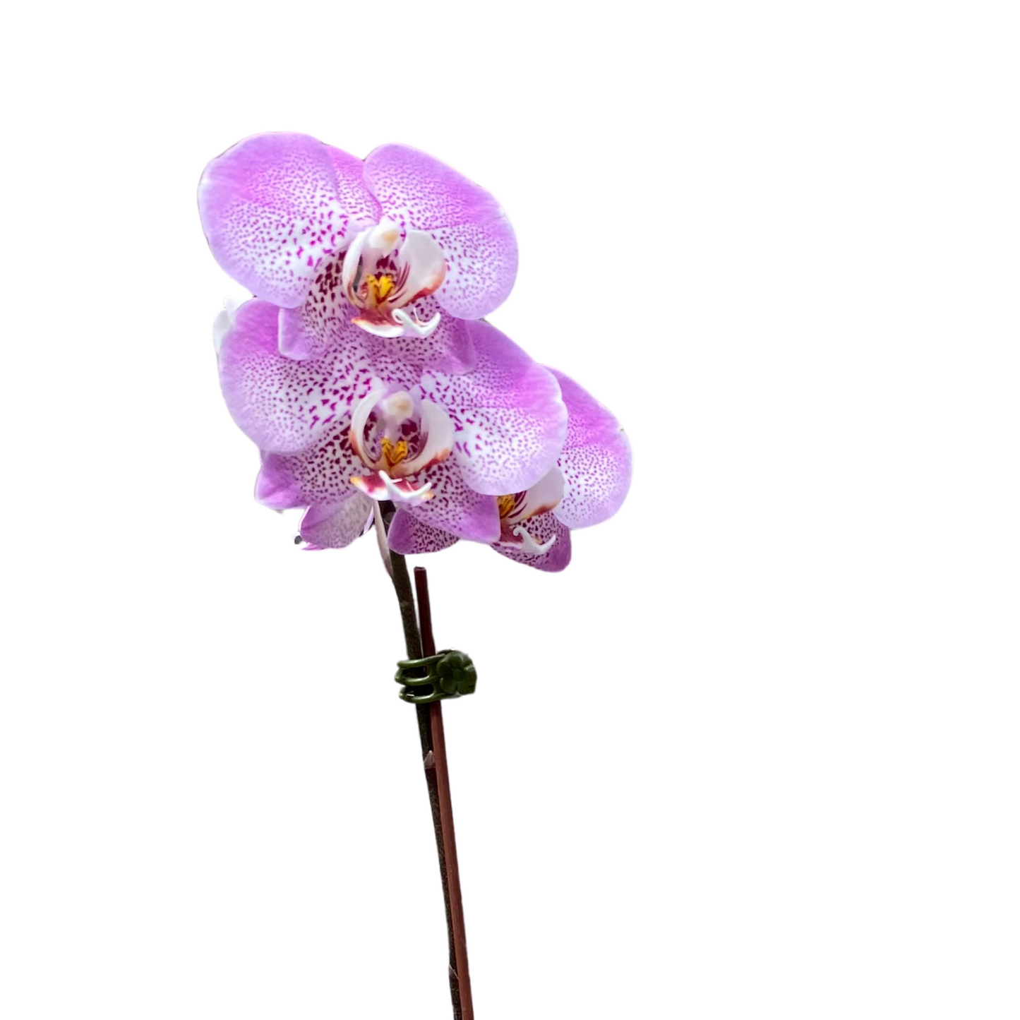 Mini Orquidea