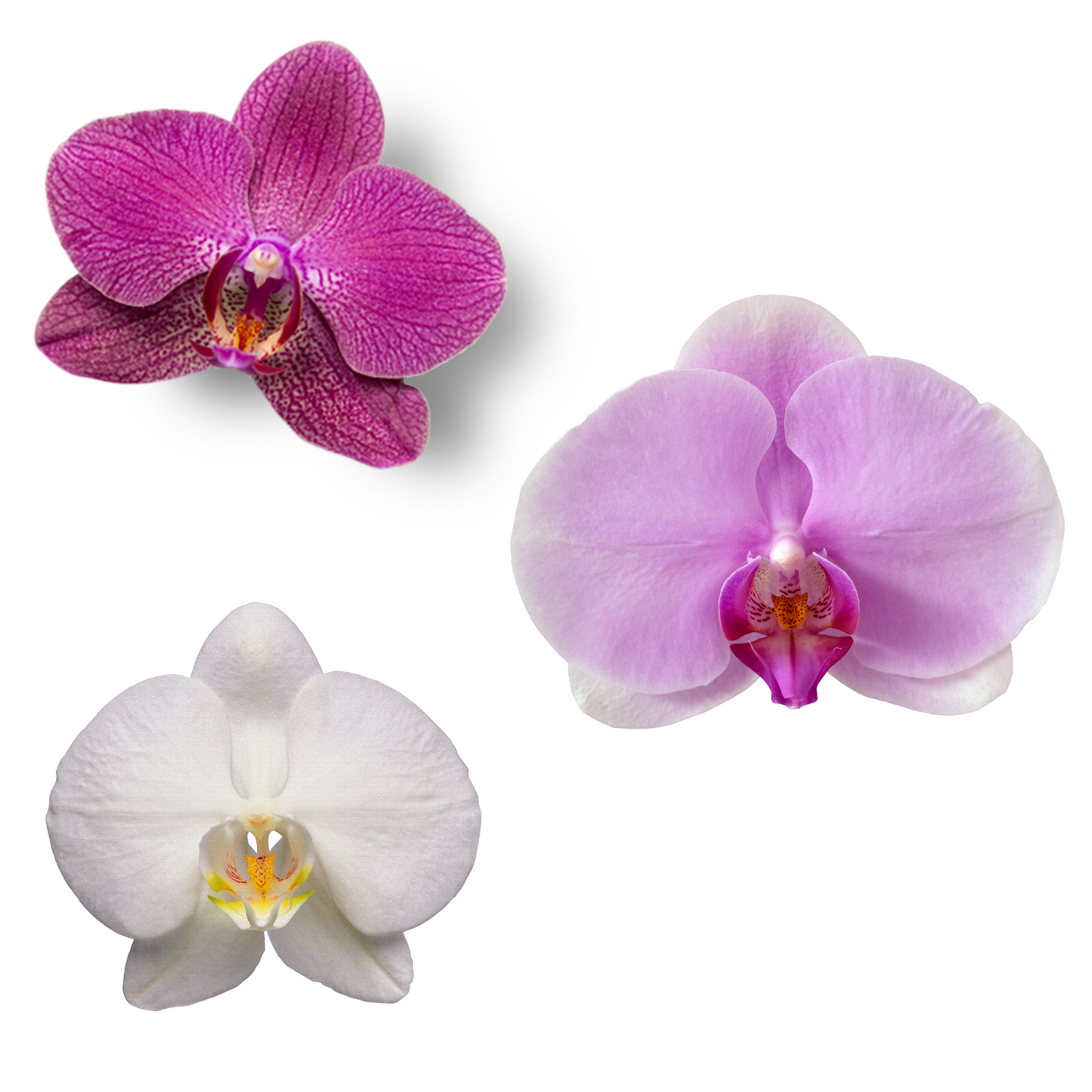 Orquidea con Maceta blanca - Orquidea Mediana