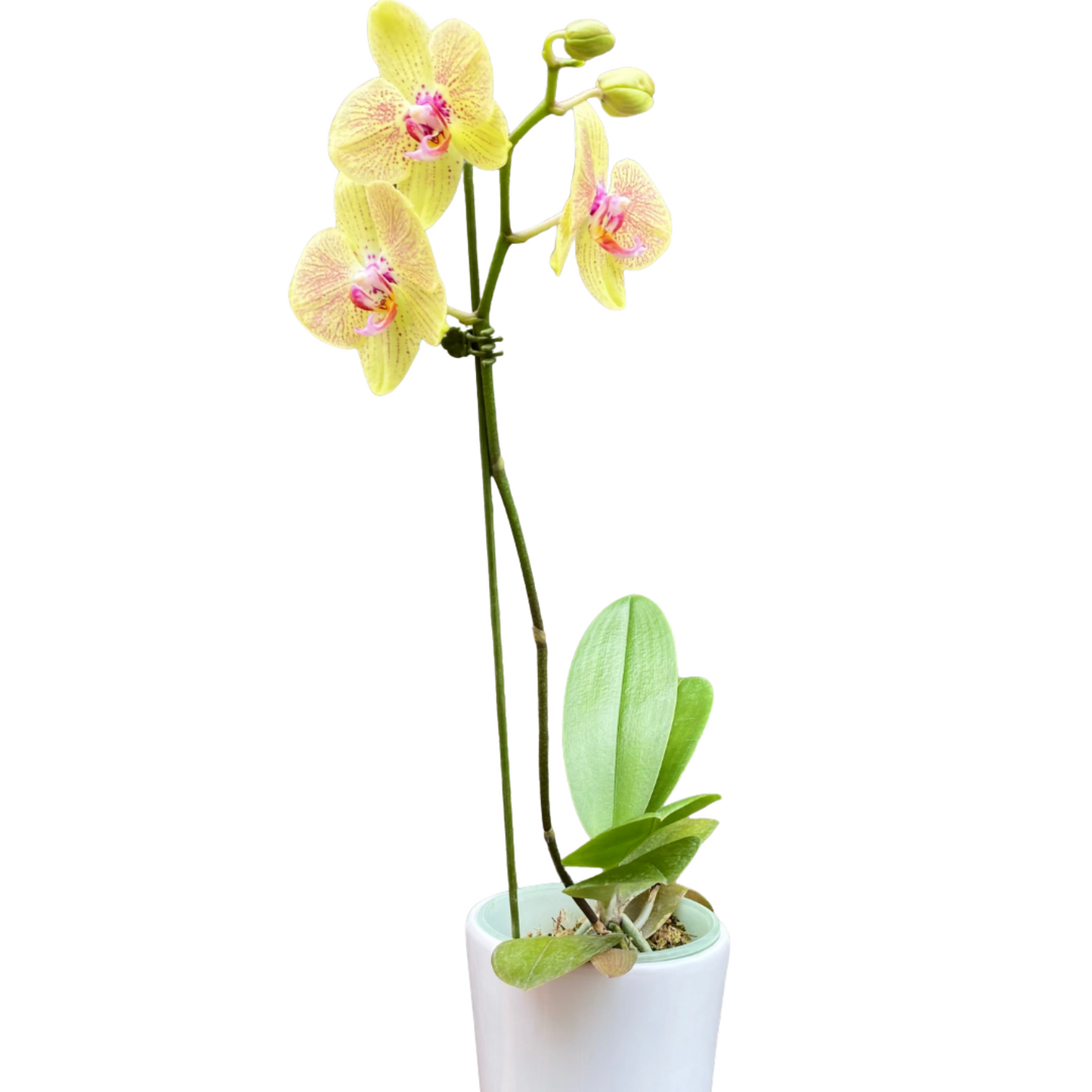 Orquidea con Maceta blanca - Orquidea Mediana