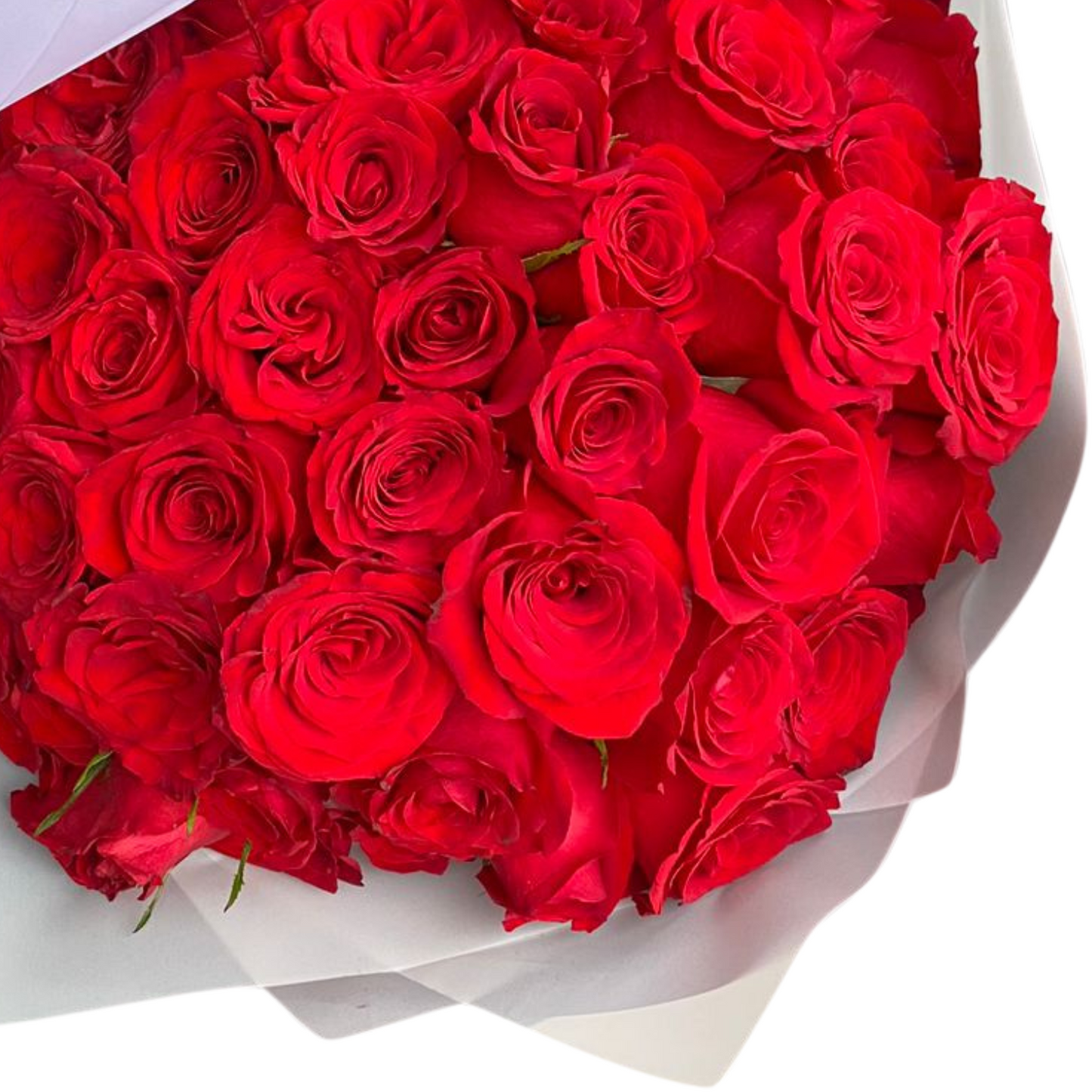 Ramo de 100 rosas rojas