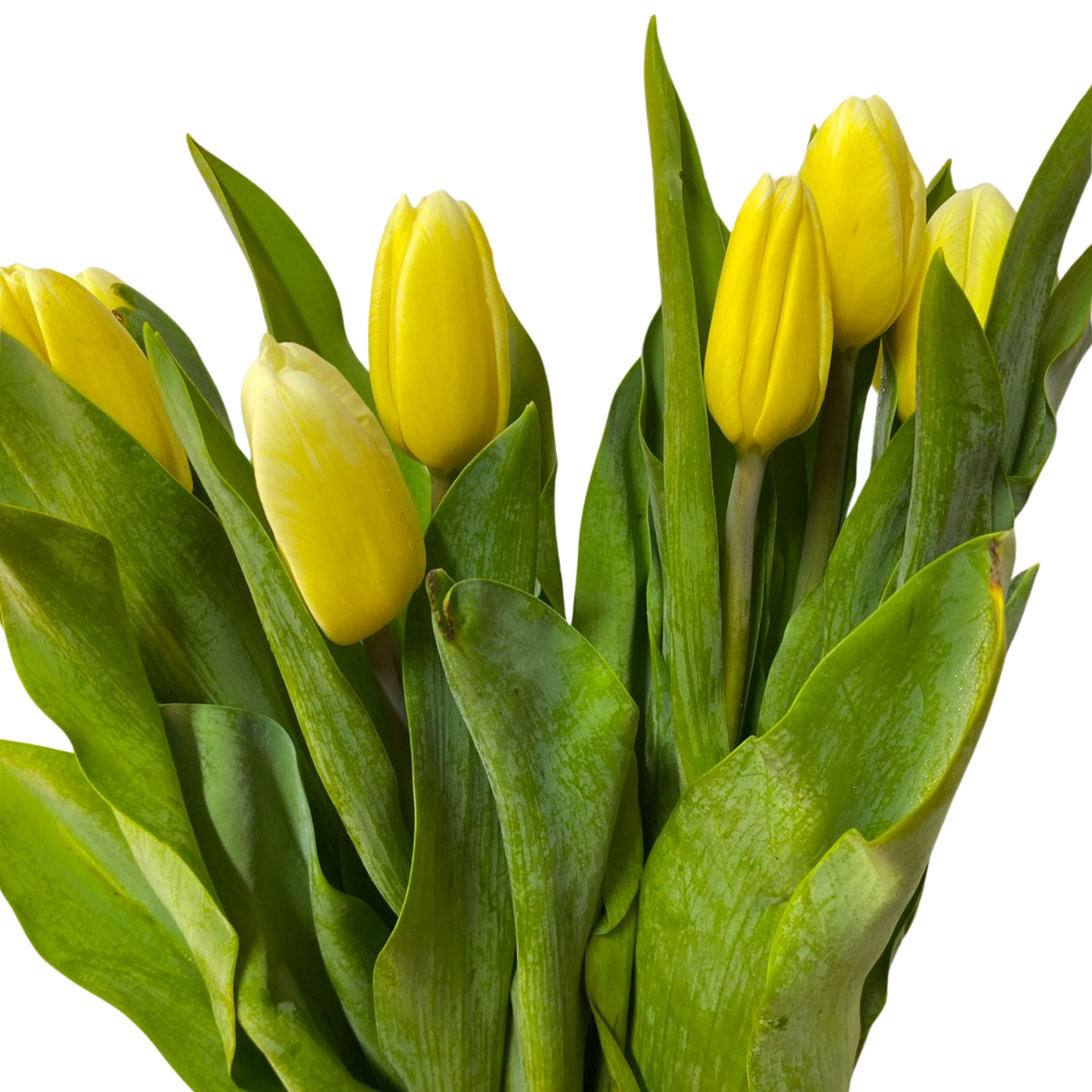 Box Luxury Tulipanes Amarillos