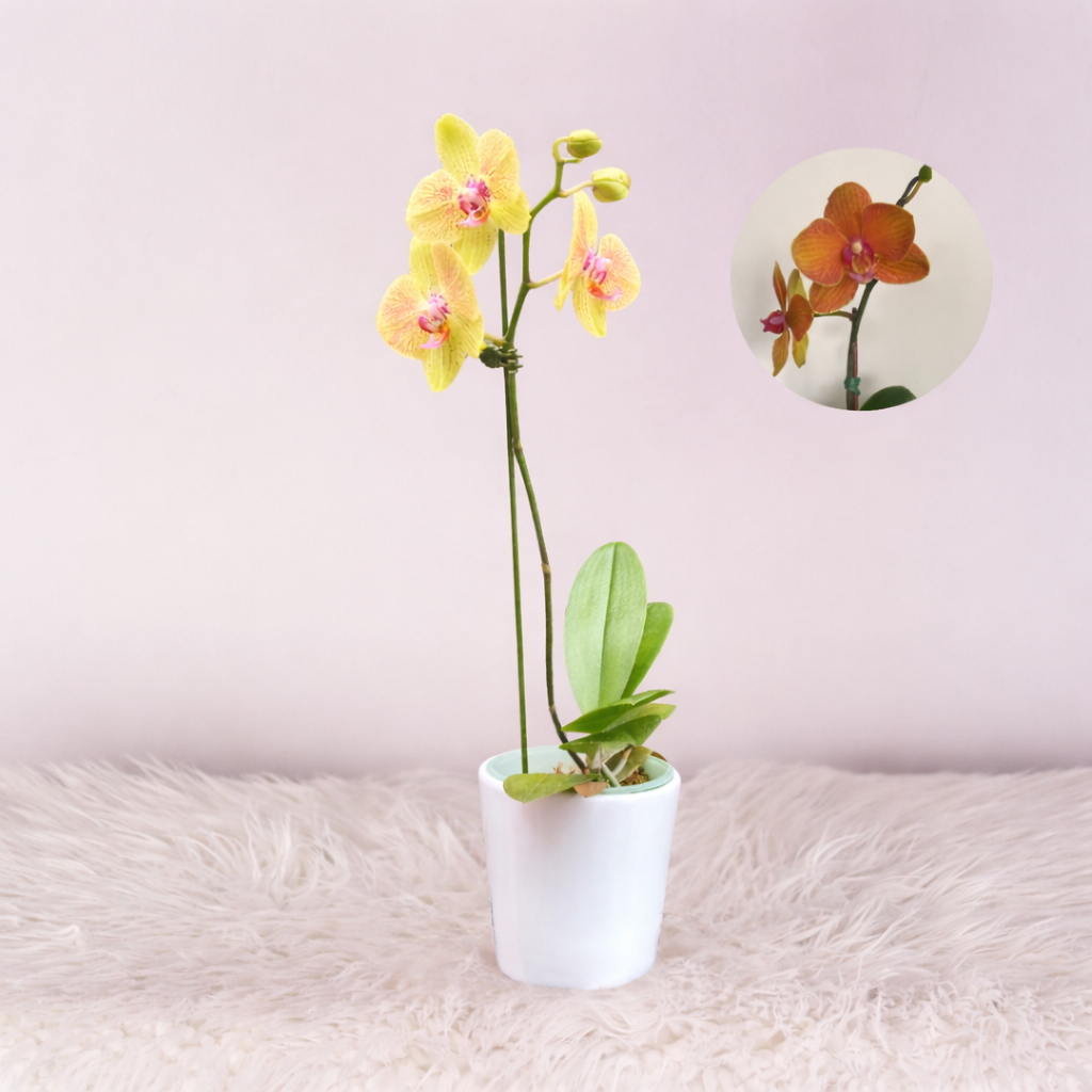 Orquidea con Maceta blanca - Orquidea Mediana