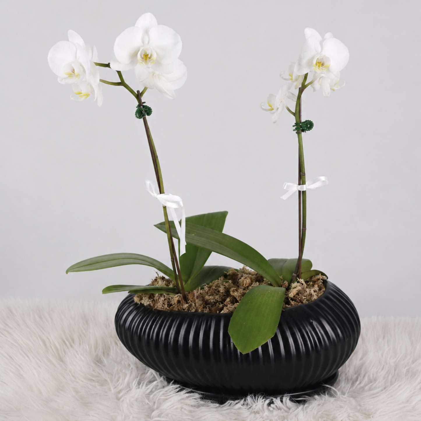 Jardín de Orquídeas Blancas – Macetero Negro