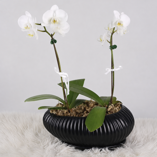 Jardín de Orquídeas Blancas – Macetero Negro