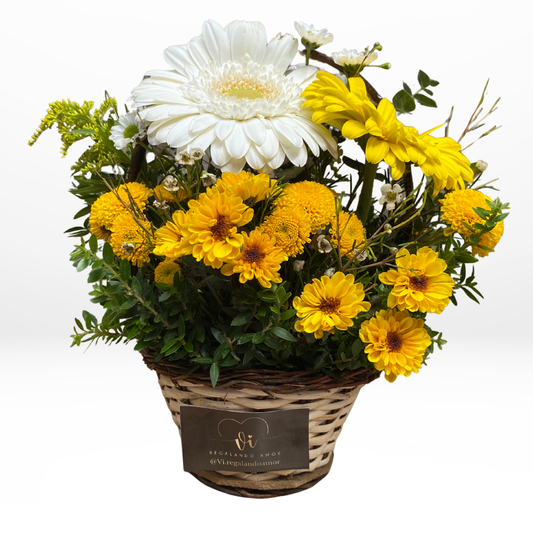 Mini Canasta Isabel – Gerberas Amarillas y Blancas - Flores amarillas