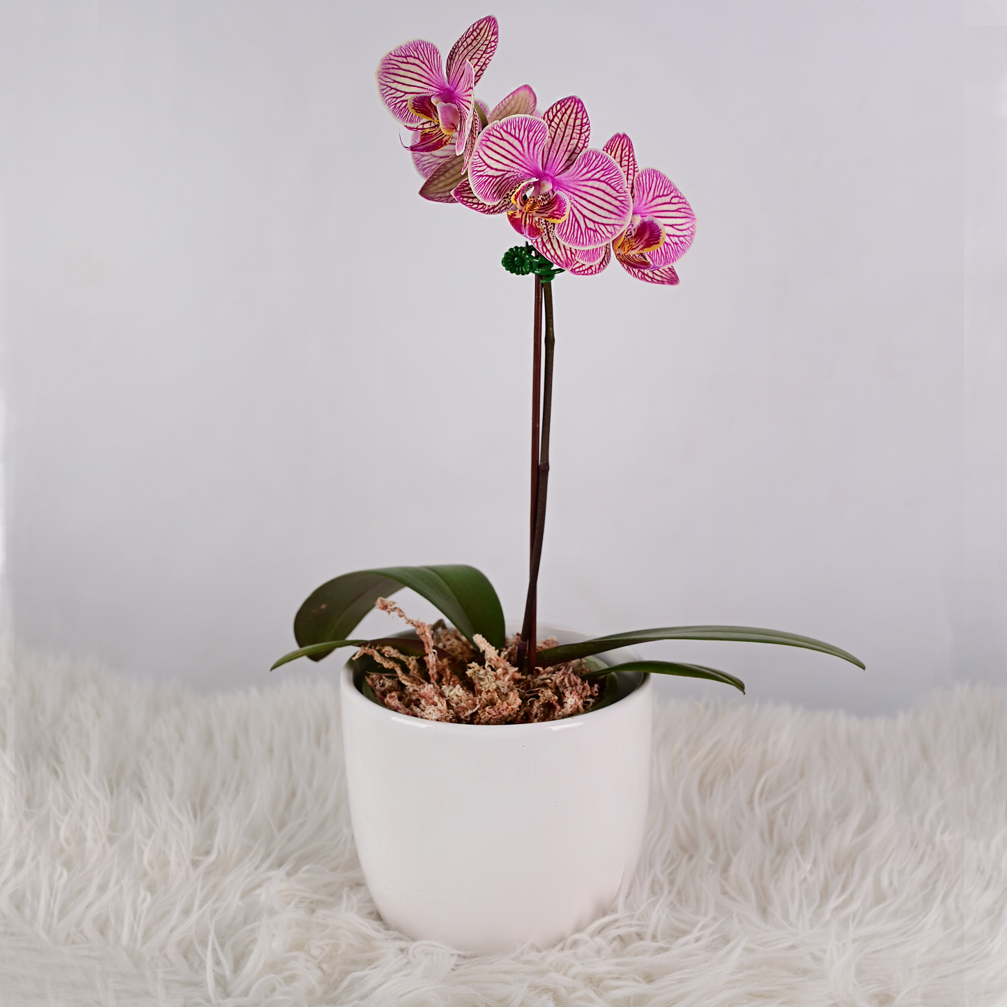 Mini Orquidea