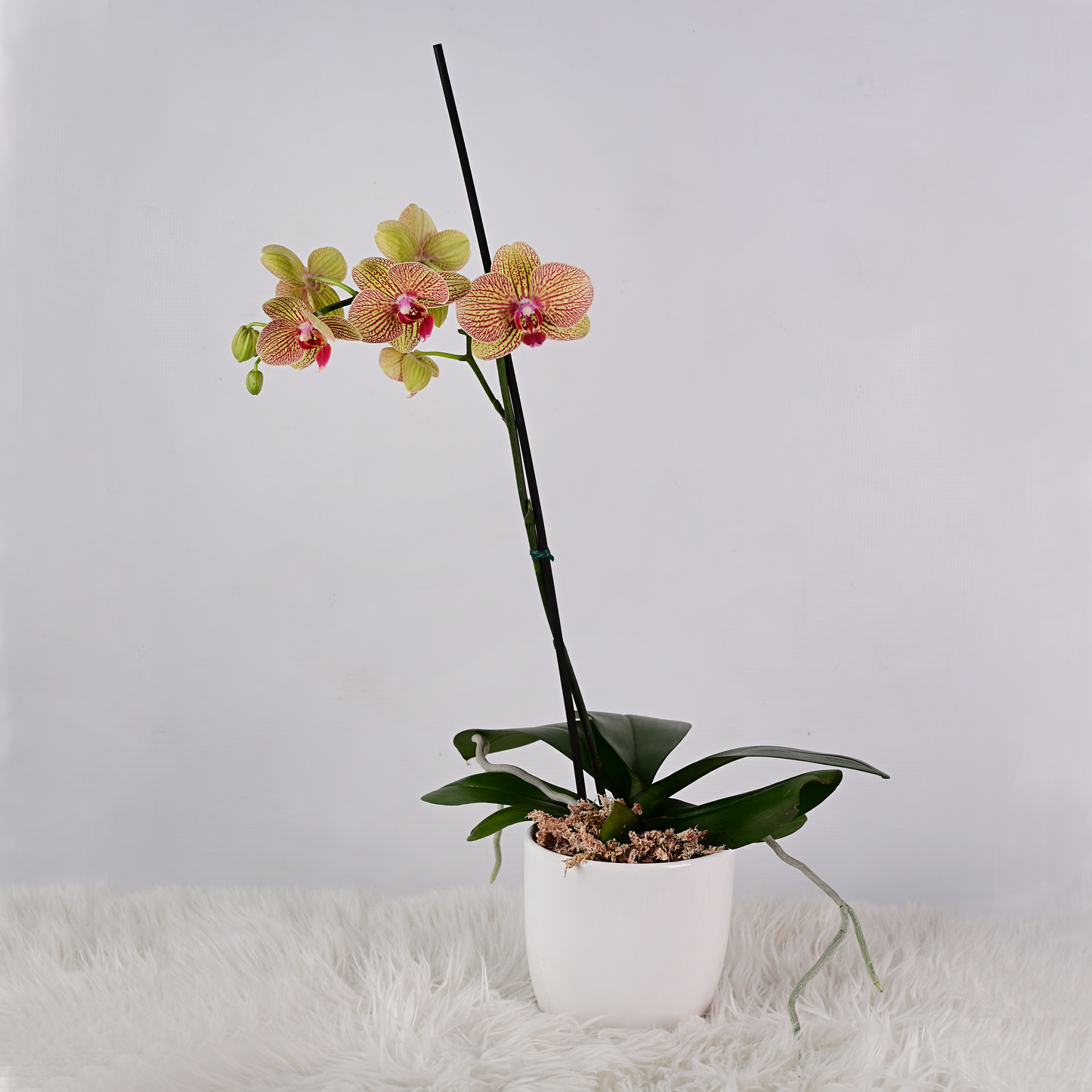 Orquídea Grande con Maceta