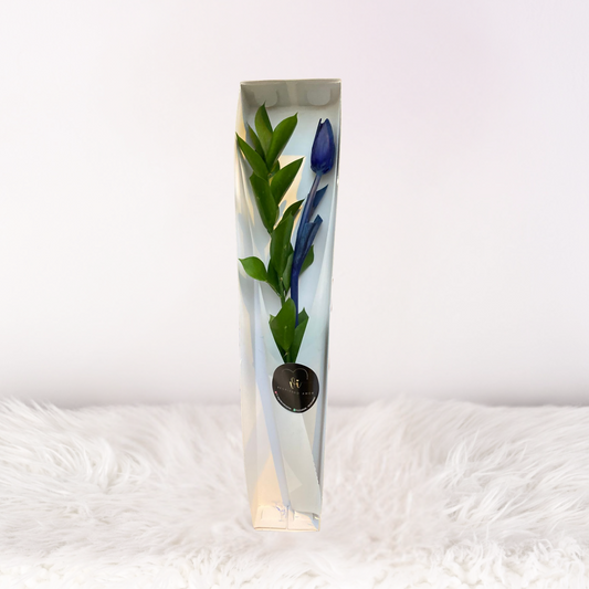 Caja de 1 Tulipán Azul - Flores azules