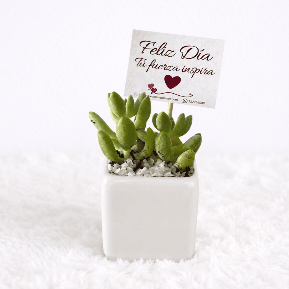 Mini Suculentas - Planta Aleatoria