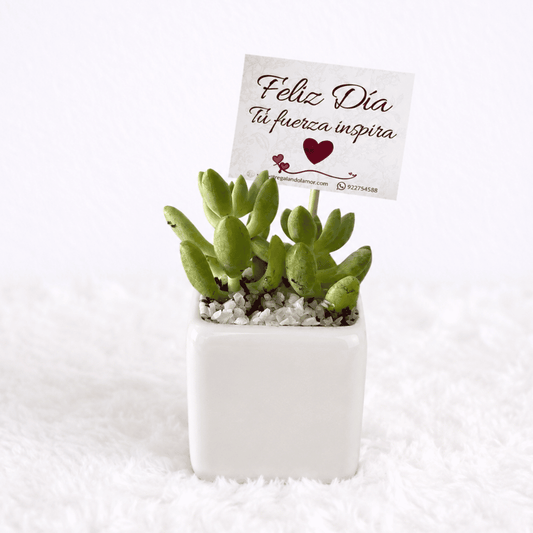 Mini Suculentas - Planta Aleatoria