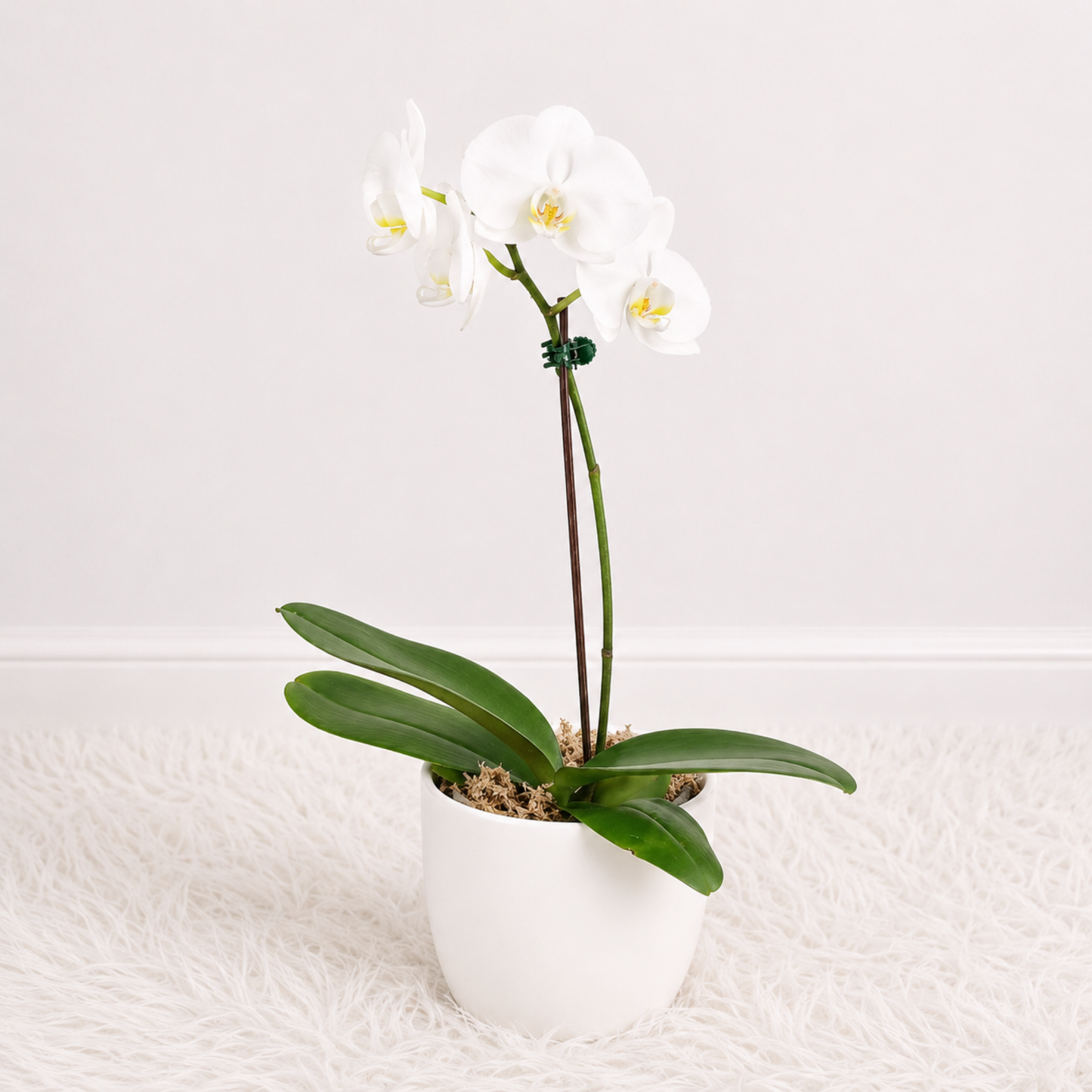 Orquídea Blanca Mediana 🤍