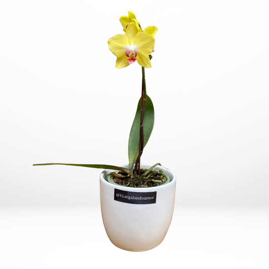 Mini Orquídea Amarilla en Maceta Blanca