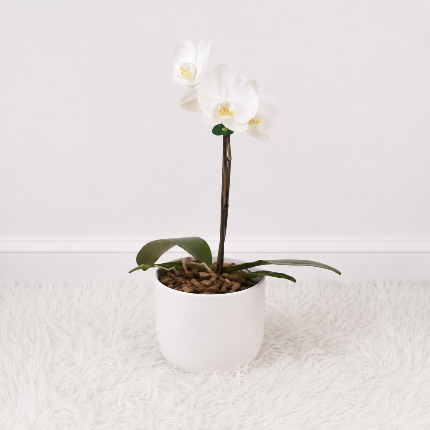 Mini Orquídea Blanca 🤍