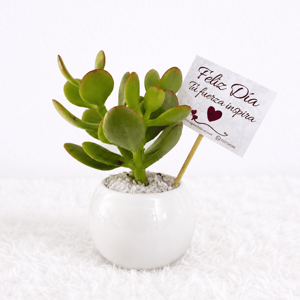 Mini Suculentas - Planta Aleatoria