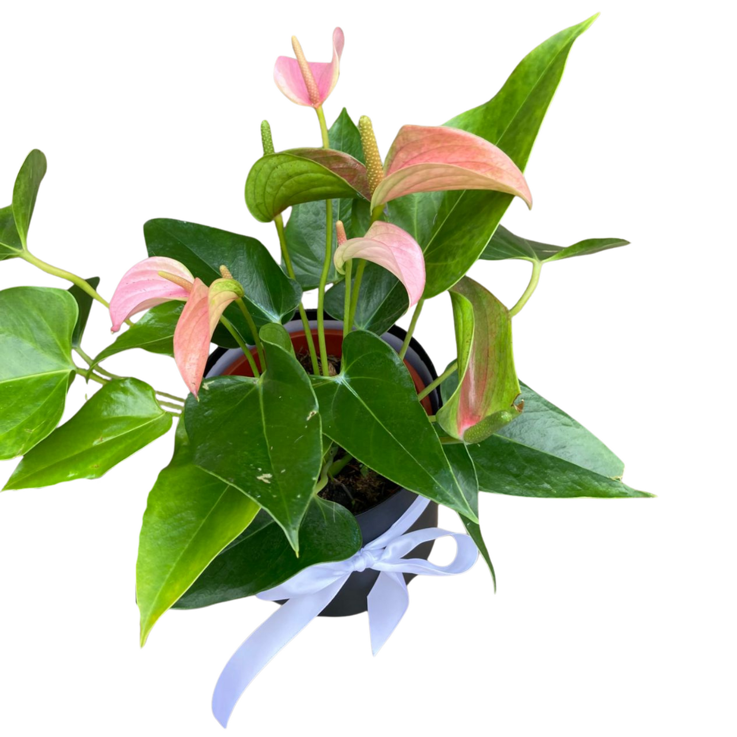 Planta Anturio en Caja Decorativa
