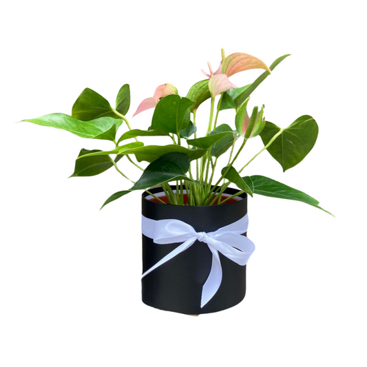 Planta Anturio en Caja Decorativa