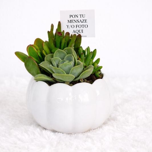 Mix Suculentas