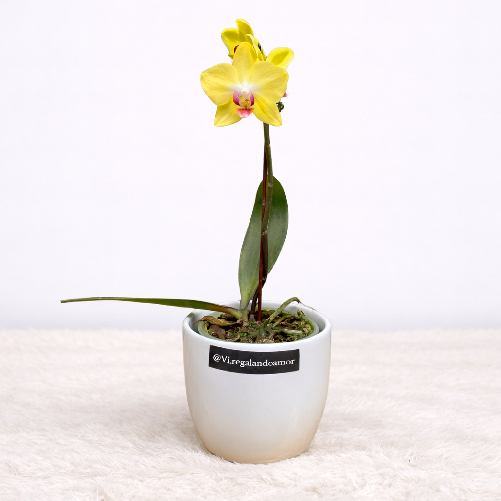 Mini Orquídea Amarilla en Maceta Blanca