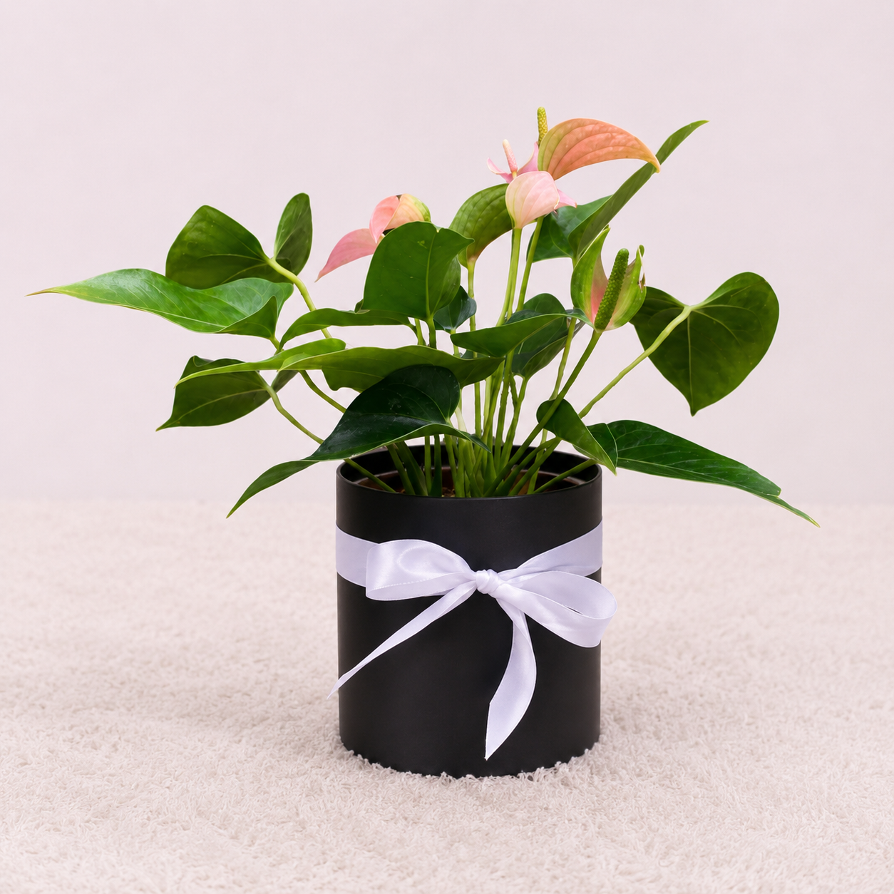 Planta Anturio en Caja Decorativa