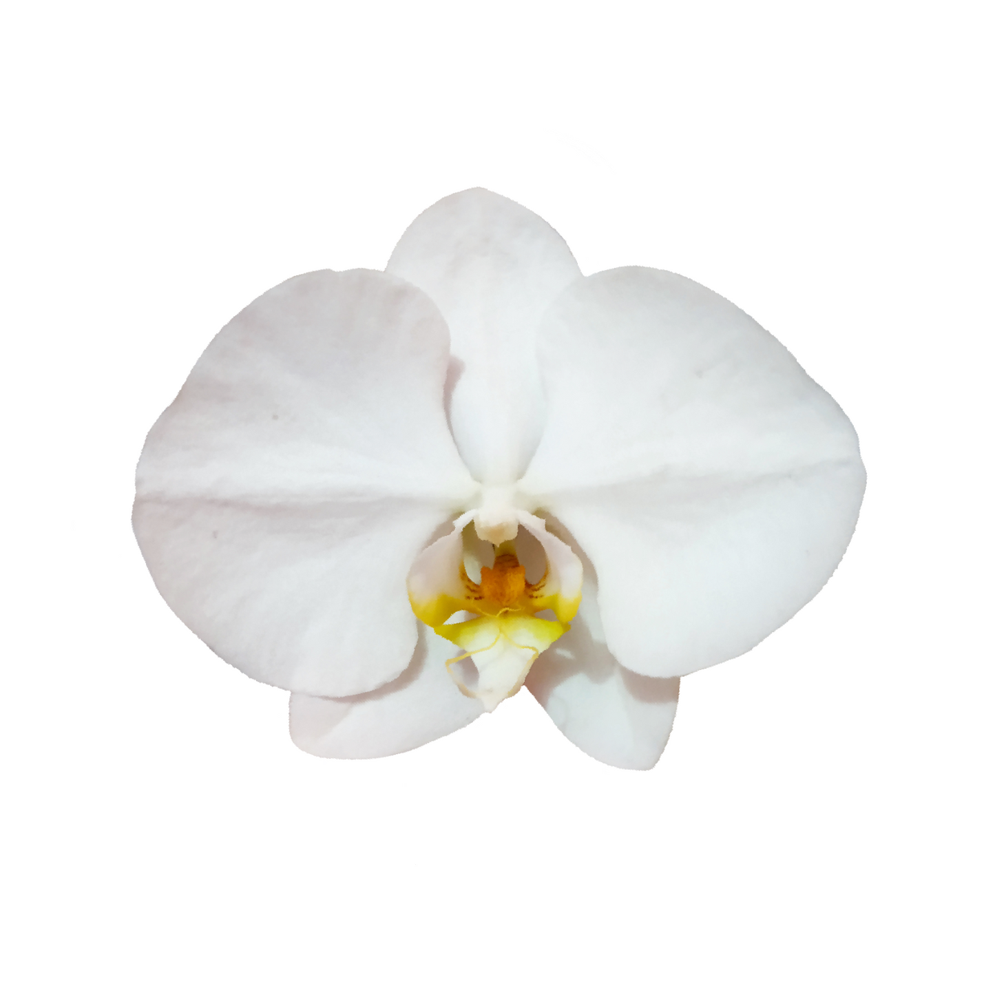 Ramo de 80 rosas + orquideas