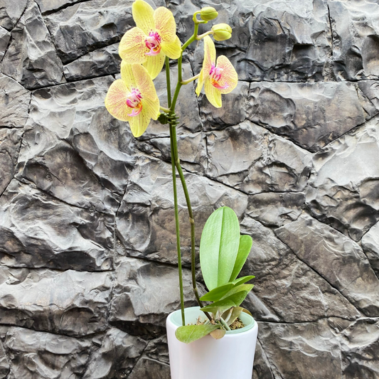 Orquidea Amarilla con Maceta blanca - Orquidea Mediana