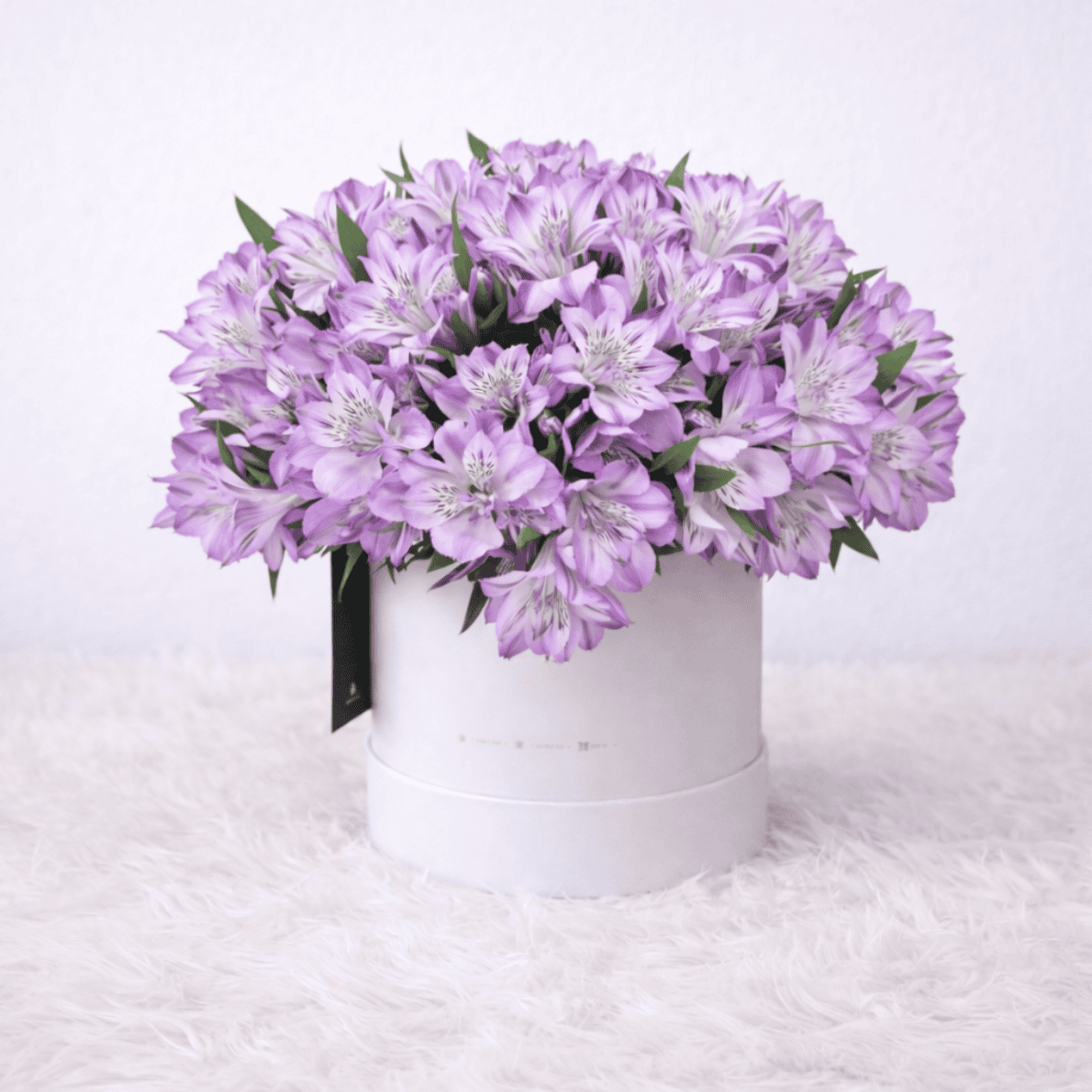 Box astromelias Moradas