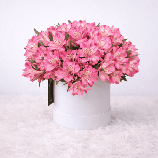 Box astromelias rosadas