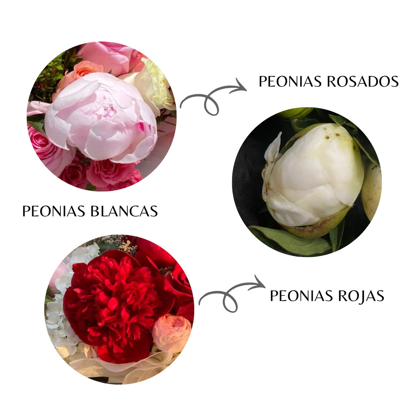 Ramo Evania - Peonias y tulipanes