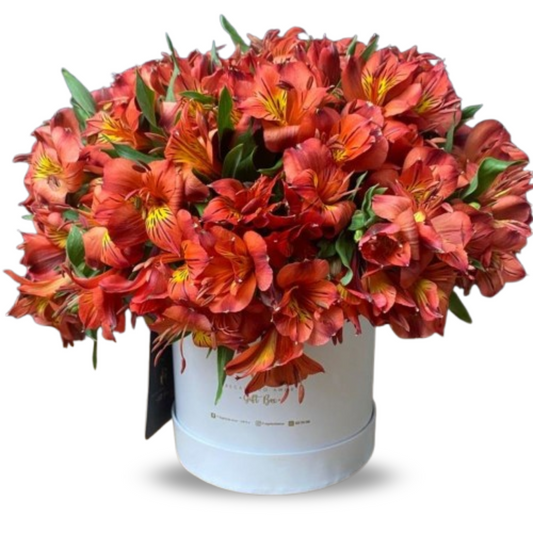 Big Box Floral Astromelia