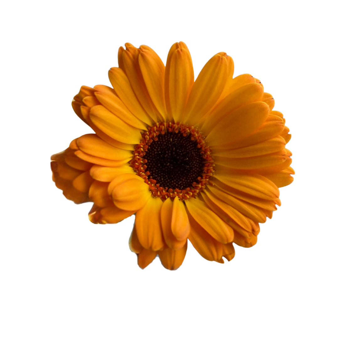 1 Gerbera amarilla - Flores amarillas