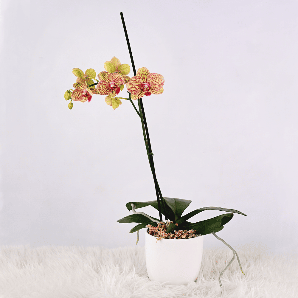 Orquídea Grande con Maceta
