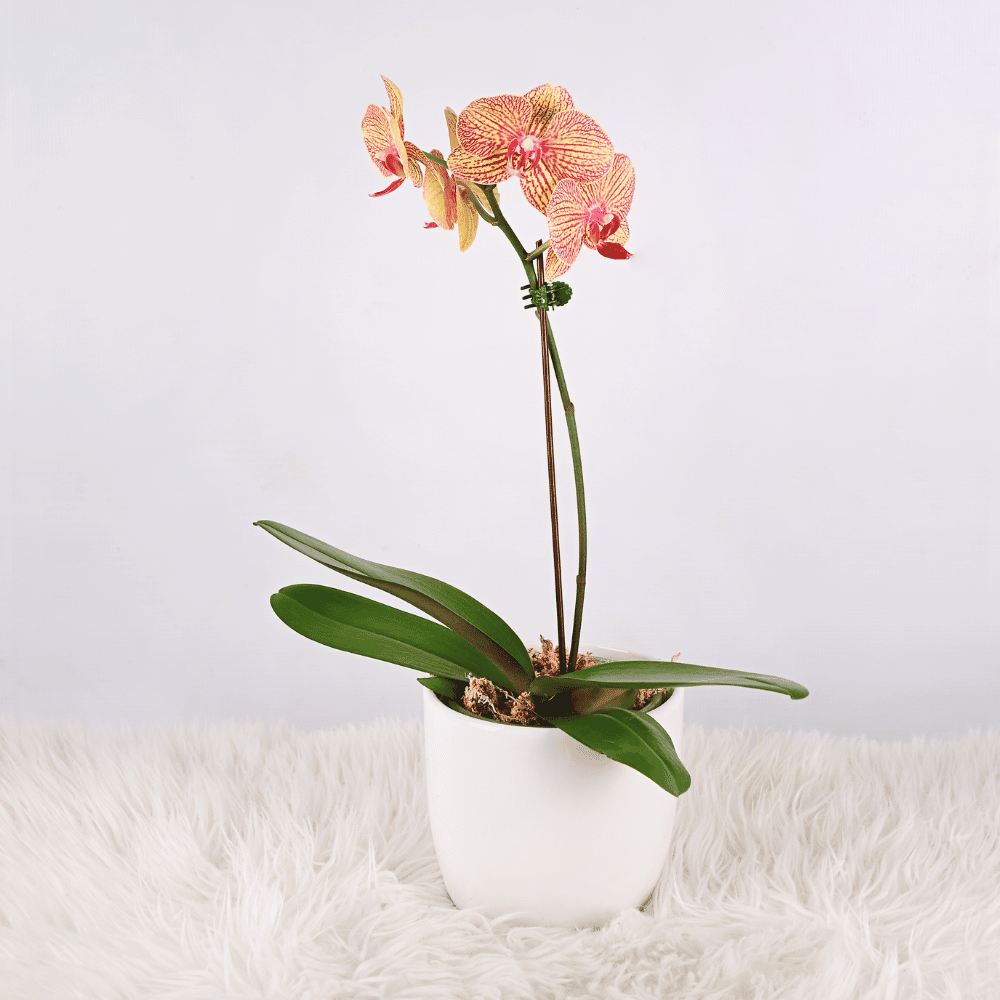 Orquídea Mediana con Maceta
