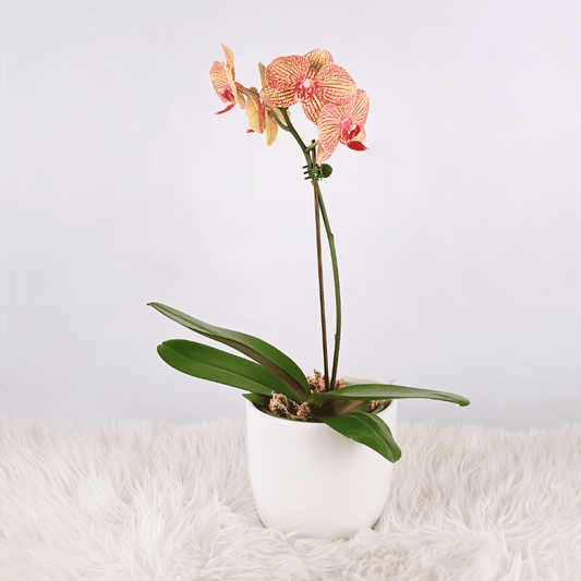Orquídea Mediana con Maceta