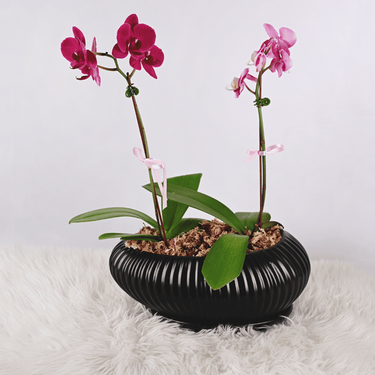 Jardín de 2 Orquídeas Medianas